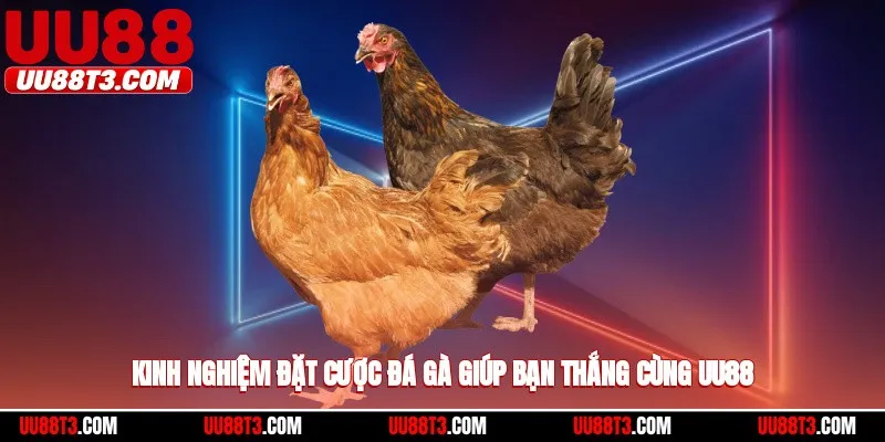 Kinh nghiệm đặt cược đá gà giúp bạn thắng cùng UU88